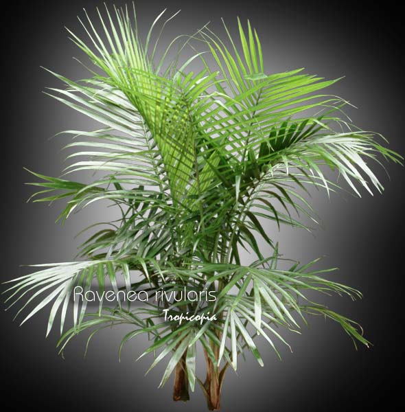Palmier - Ravenea rivularis - Palmier majestique - Majesty palm